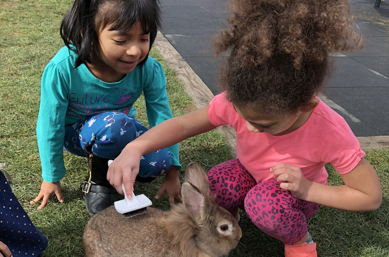Two girls petting a rabbit