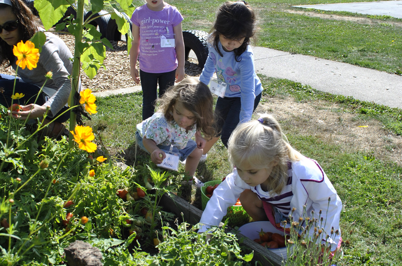 Children picking vegetables from the garden